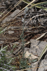 Caulanthus crassicaulis