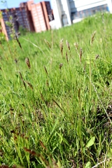 Anthoxanthum odoratum