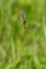 Anthoxanthum odoratum