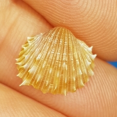 Acanthocardia aculeata