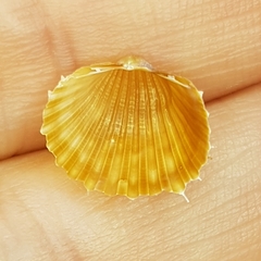 Acanthocardia aculeata