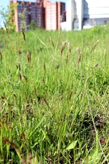 Anthoxanthum odoratum
