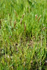 Anthoxanthum odoratum