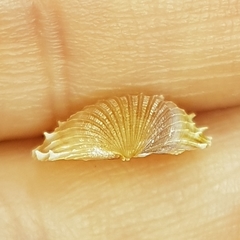 Acanthocardia aculeata