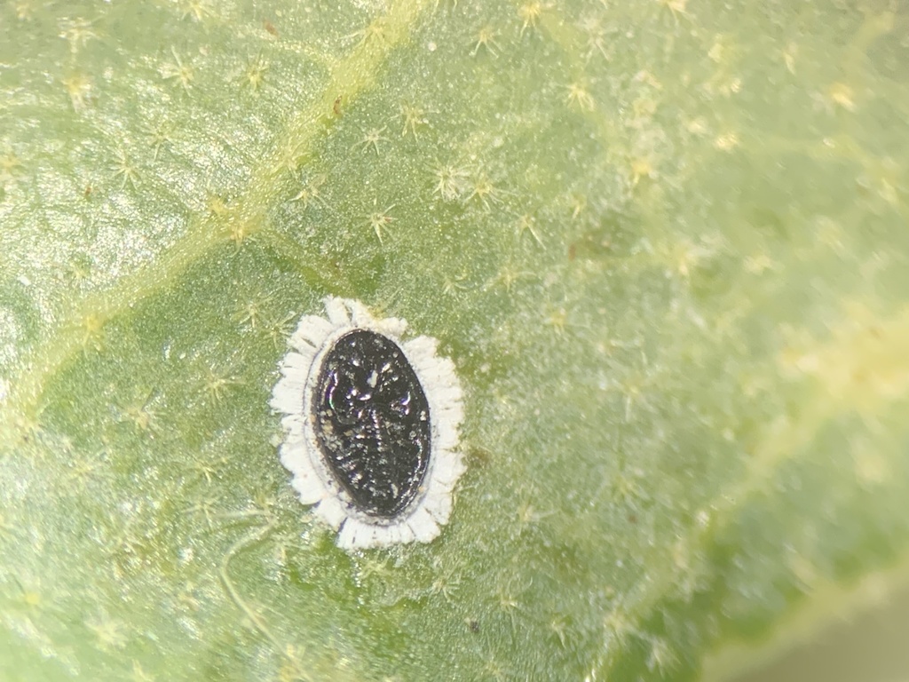 Tetraleurodes quercophyllae