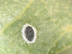 Tetraleurodes quercophyllae