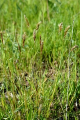 Anthoxanthum odoratum
