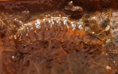 Pachygastrinae