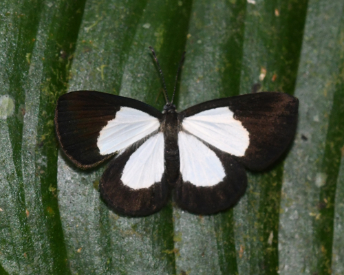 Mesene leucogyna