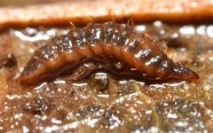 Pachygastrinae