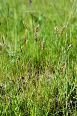 Anthoxanthum odoratum