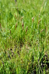 Anthoxanthum odoratum