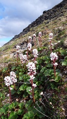 Boykinia richardsonii