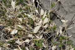 Brickellia atractyloides