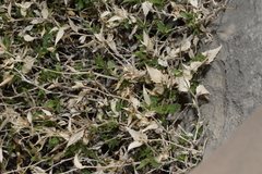 Brickellia atractyloides