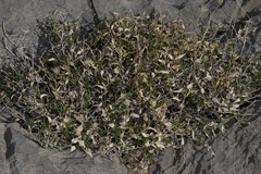 Brickellia atractyloides