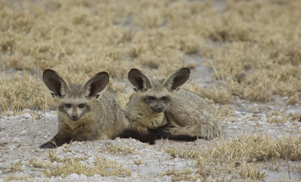 Bat-eared Fox