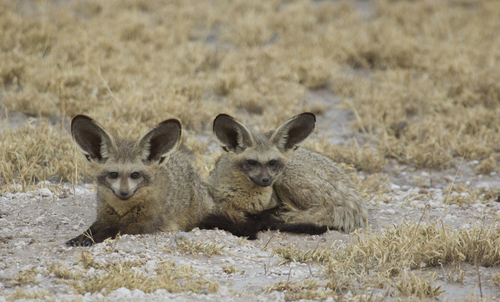 Bat-eared Fox