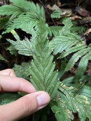 Selaginella pedata
