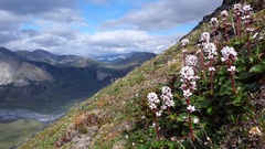 Boykinia richardsonii