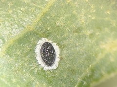 Tetraleurodes quercophyllae