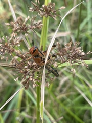 Schistocerca americana