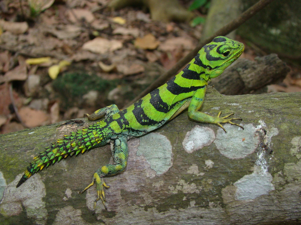 Green Thornytail Iguana