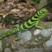Green Thornytail Iguana - Photo (c) Franciele, some rights reserved (CC BY-NC), uploaded by Franciele