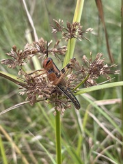 Schistocerca americana