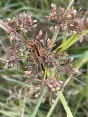 Schistocerca americana