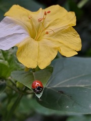 Cycloneda sanguinea