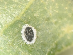 Tetraleurodes quercophyllae