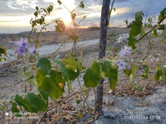 Solanum paniculatum