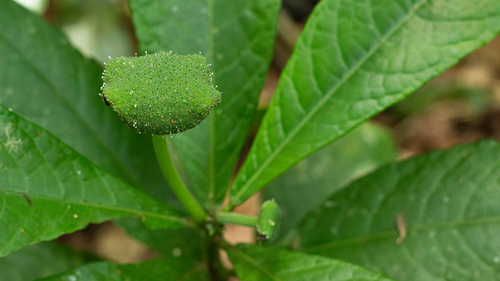 Dorstenia hirta