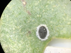 Tetraleurodes quercophyllae