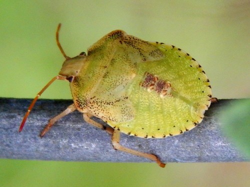 Pentatomidae image