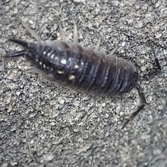 Porcellio ornatus