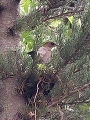 Turdus amaurochalinus