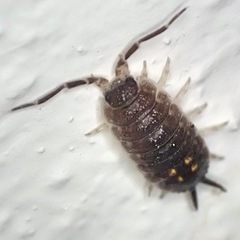 Porcellio ornatus