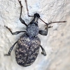 Otiorhynchus parvicollis