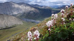 Boykinia richardsonii