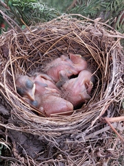 Turdus amaurochalinus