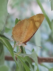 Tegosa claudina