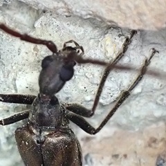 Vesperus xatarti