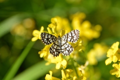 Chiasmia clathrata