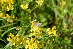 Chiasmia clathrata