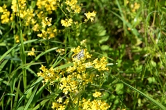 Chiasmia clathrata