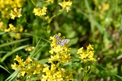 Chiasmia clathrata