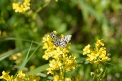 Chiasmia clathrata