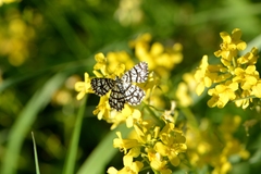 Chiasmia clathrata